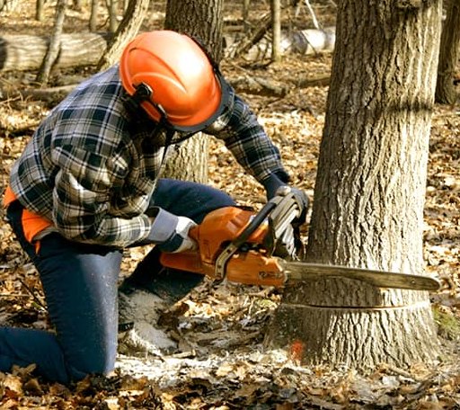Tree Removal in West Granby, CT